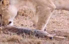 Tik-tok Video of clever Fox- India TV