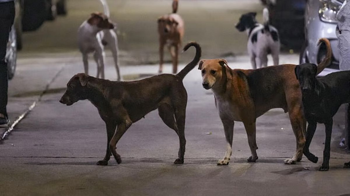 कुत्तों के आतंक से त्रस्त हुई कराची, इस साल 19 लोगों की ली जान, डॉक्टरों ने बताई वजह