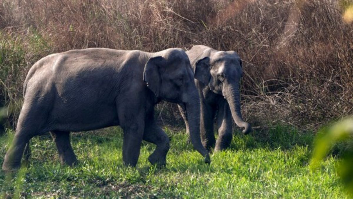 असम में राजधानी एक्सप्रेस की चपेट में आने से 8 हाथियों की मौत, इंजन समेत पांच डिब्बे पटरी से उतरे