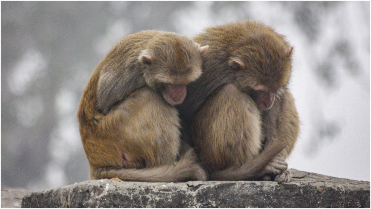 दिल्ली NCR में भीषण ठंड, गुरुग्राम में पारा 0.6 डिग्री, जानें बड़े शहरों में मंगलवार सुबह कितना रहेगा तापमान