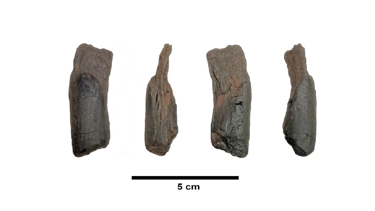 ग्रीस में मिले 430,000 साल पुराने लकड़ी के औजार, वैज्ञानिकों ने कही दिलचस्प बात