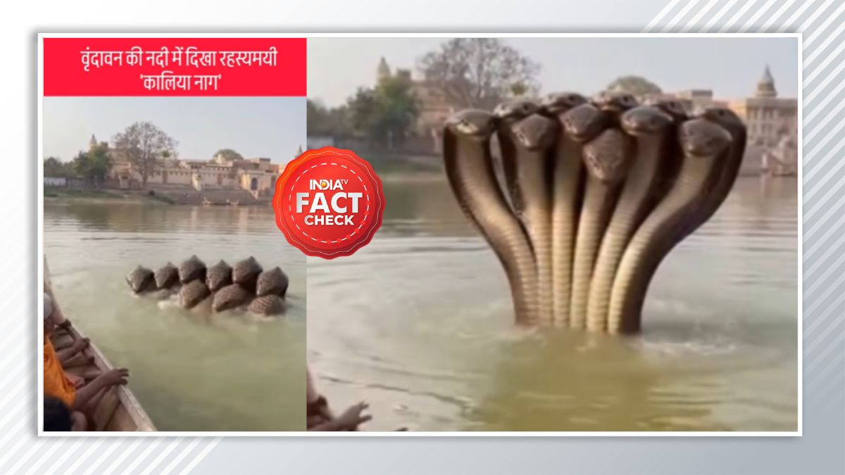 Fact Check: क्या वृंदावन में फिर आ गया द्वापर वाला कालिया नाग? जानें वायरल वीडियो का सच