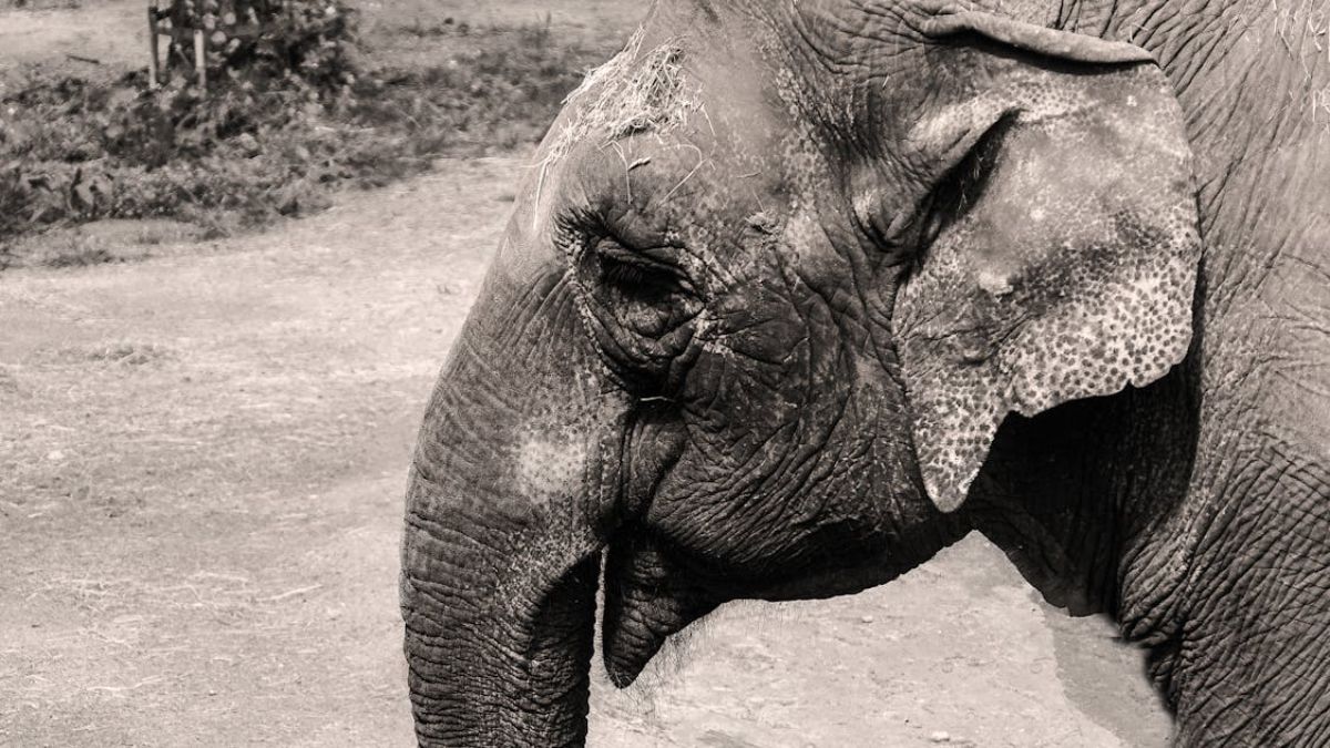 वन विभाग के अधिकारियों की घोर लापरवाही, हाथी के शव को 32 टुकड़ों में काटा, अलग-अलग जगहों पर दफनाया