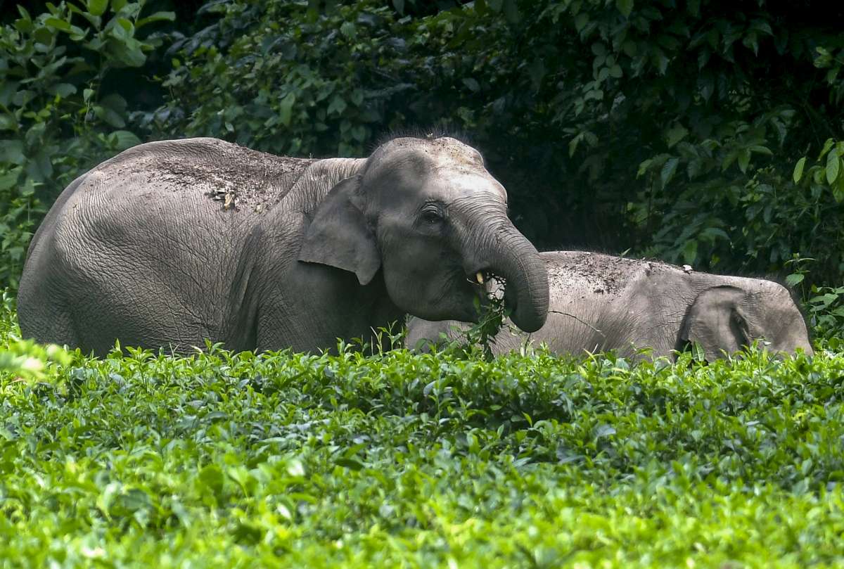 Explainer: झारखंड में 'गजराज' का कहर: 5 साल में 474 मौतें; आखिर क्यों नहीं थम रहा मानव-हाथी संघर्ष?