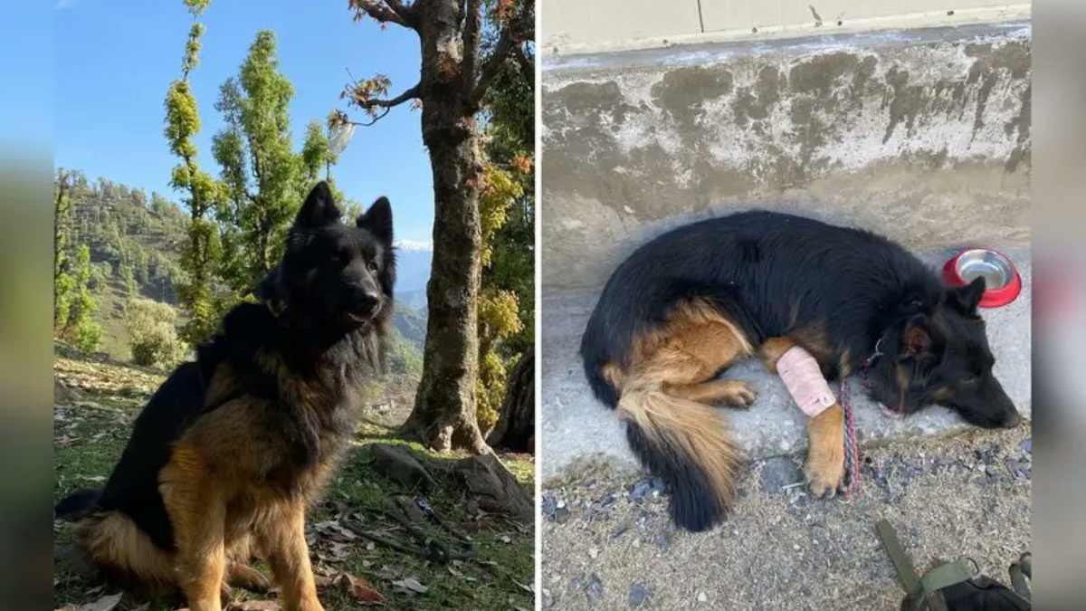 सेना के स्निफर डॉग टायसन की कहानी, जैश ए मोहम्मद के 3 आतंकियों का सफाया कराया, पैर में गोली खाई पर नहीं छोड़ा साथ