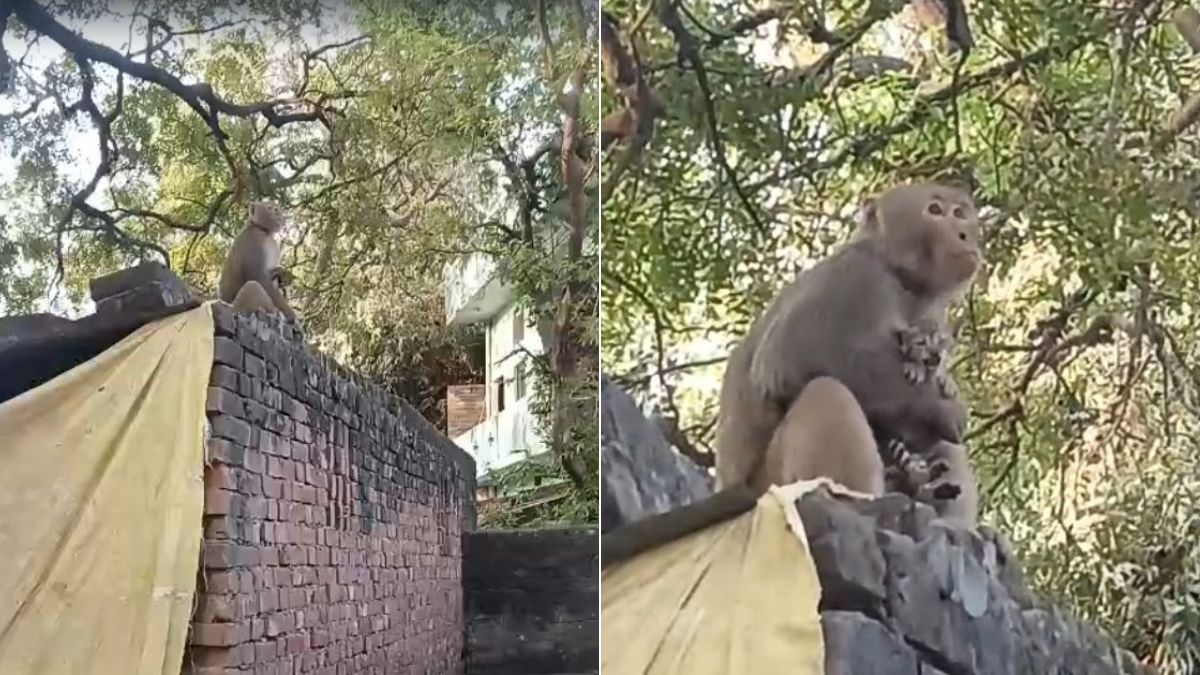 अनोखी ममता! बंदर ने बिल्ली के बच्चे को सीने से लगाया, VIDEO देख दिल खुश हो जाएगा