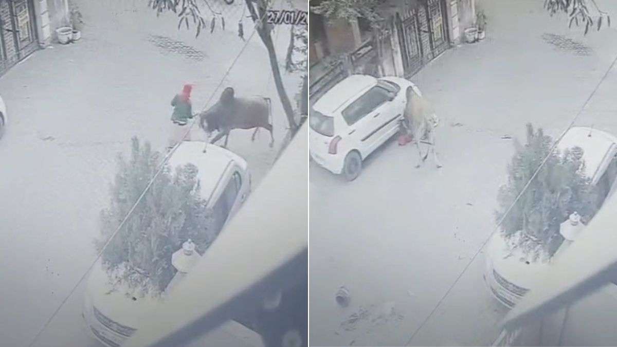 Shocking Video: सांड ने सींग घोंपकर पटका, घसीटते हुए कार के नीचे घुसा दिया, बुजुर्ग महिला की ‘सांसें’ अटकीं