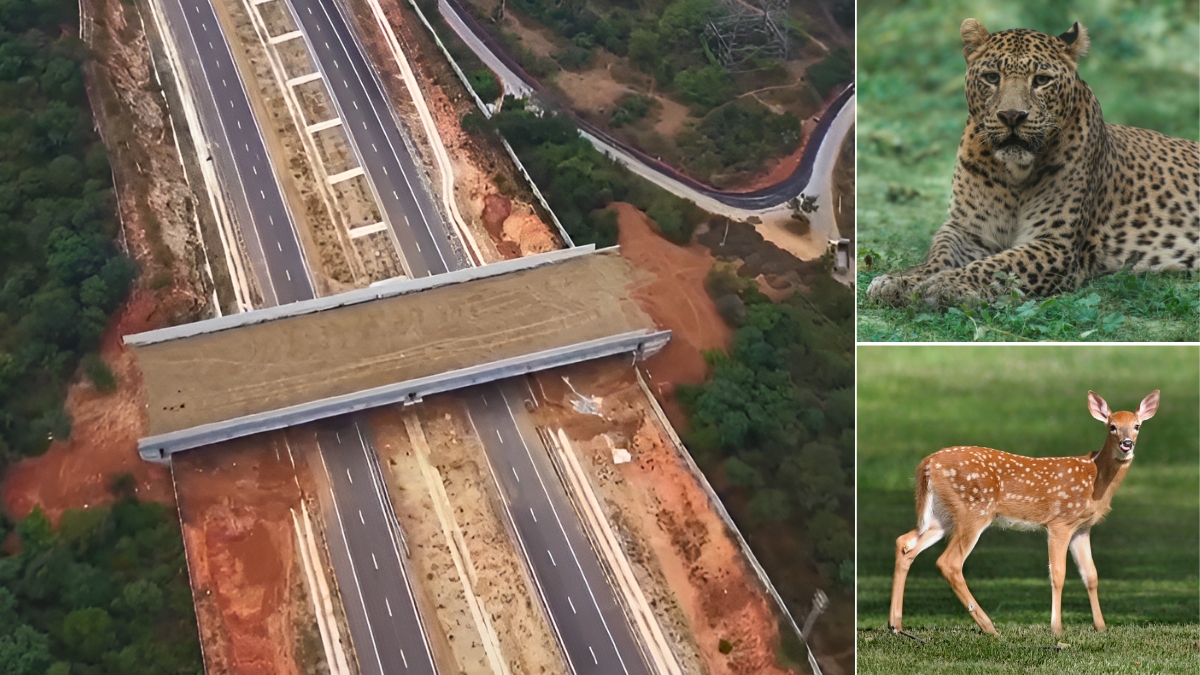 नीचे से गुजरेंगी गाड़ियां, ऊपर से जानवर! NHAI का अनोखा कारनामा, जंगल के बीच से गुजरेगा भारत का सबसे आधुनिक हाईवे
