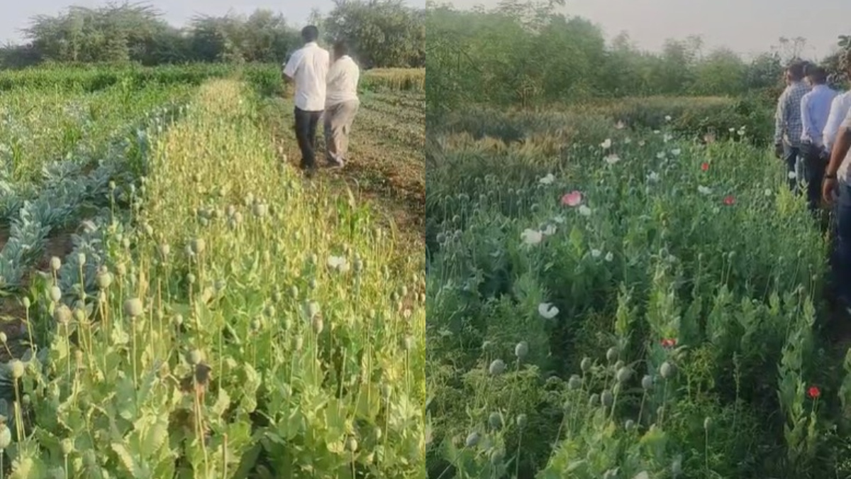 लत ने खेत को बना दिया नशे का अड्डा, 11 करोड़ के गांजा और अफीम के साथ पकड़े गए 2 सगे भाई; देखें VIDEO