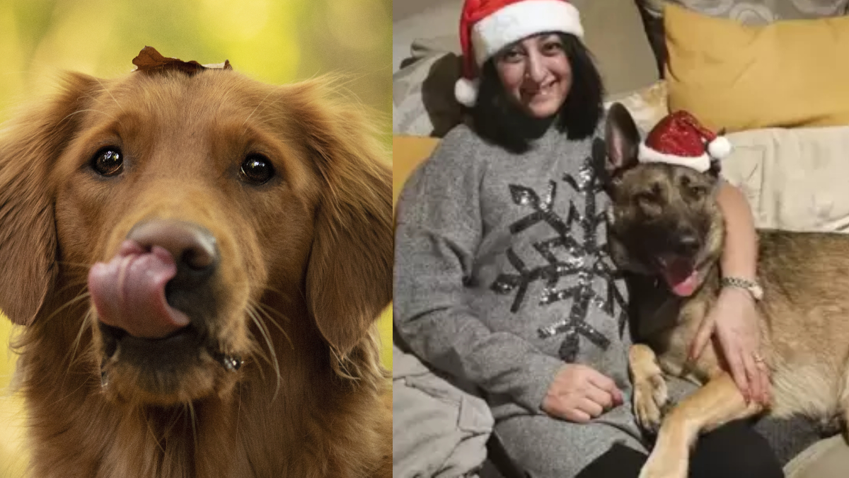 कुत्ते के चाटने से महिला को हुई खतरनाक बीमारी सेप्सिस, काटने पड़े हाथ पैर, जान लें कितना खतरनाक है इंफेक्शन