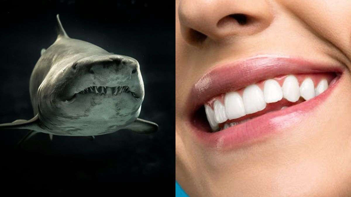 शार्क के दांत ज्यादा मजबूत होते हैं या इंसान के? बहुत कम लोग ही सही जवाब दे पाएंगे