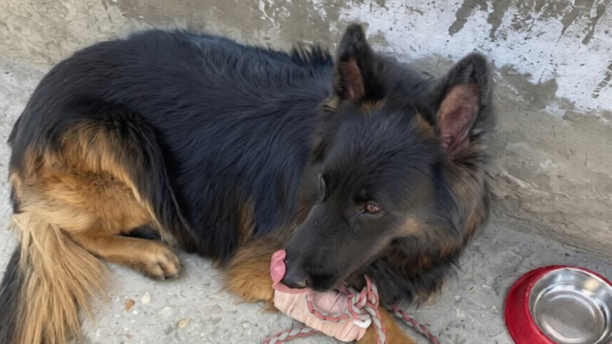 आतंकियों के खिलाफ मुठभेड़ में सबसे आगे था टायसन, गोली लगने के बावजूद नहीं रुका, सेना ने एयरलिफ्ट कर बचाई जान