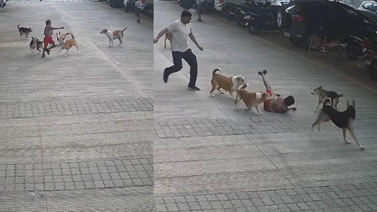 आवारा कुत्तों के झुंड ने बच्चे पर किया हमला, शख्स ने बचाई जान; सामने आया VIDEO