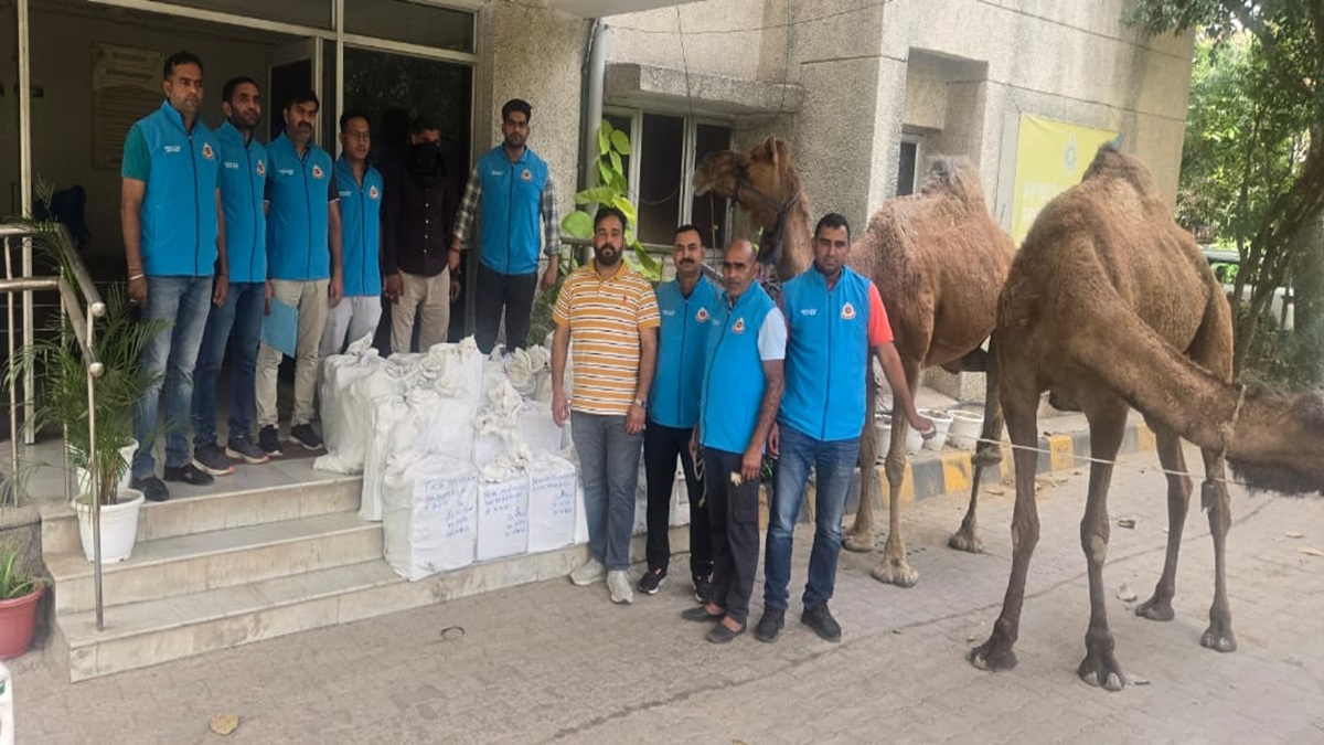 'रेगिस्तान के जहाज' से दिल्ली में शराब की सप्लाई, पुलिस से बचने का गजब का था तरीका; ऐसे हत्थे चढ़ा आरोपी