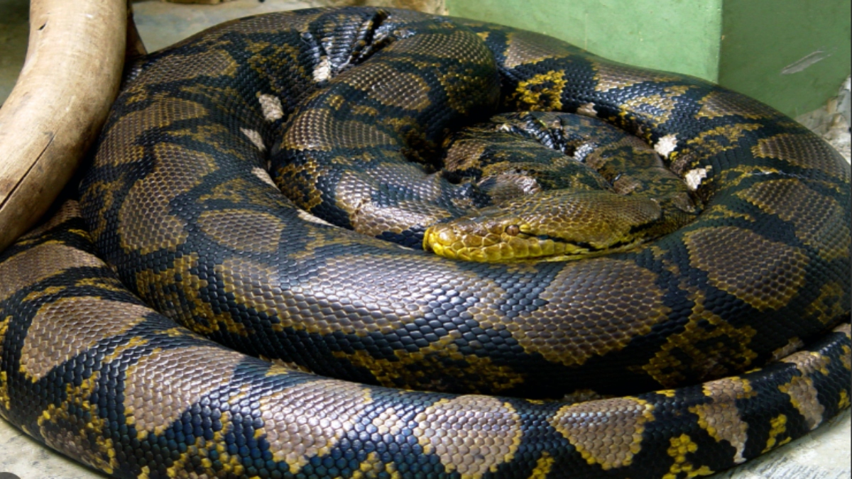 अजगर के खून से अब घटेगा मोटापा, वैज्ञानिकों ने किया दावा, जानें कैसे करेगा काम