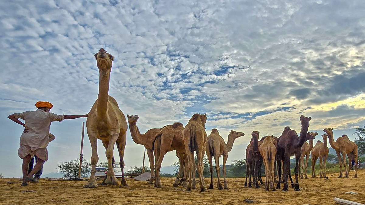 राजस्थान में बरसेंगे मेघा, सतर्क हो जाए इन जिलों के लोग, 14-15 मार्च को आंधी-बारिश का अलर्ट