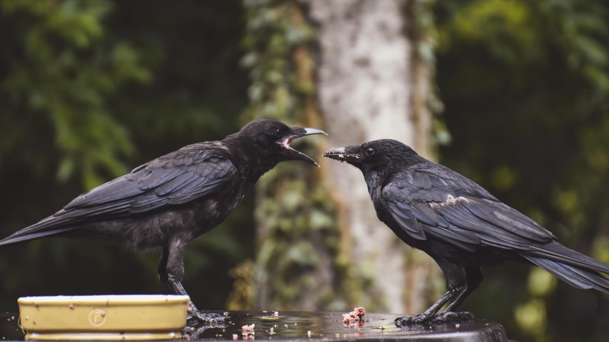 स्वीडन में इंसान की फैलाई गंदगी साफ कर रहा कौवा ब्रिगेड, काम के बदले में उन्हें मिलता है खास तरह का खाना