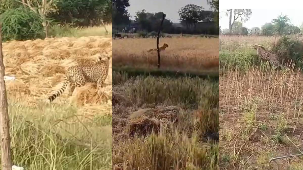 Video: कूनो का चीता केपी-3 बारां के रामगढ़ पहुंचा, कई ग्रामीणों को दौड़ाया, दहशत में लोग