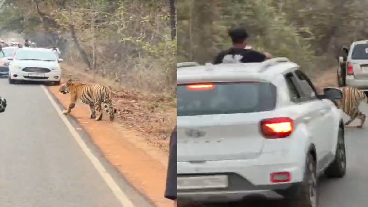 घोर लापरवाही! टाइगर रिजर्व पर सड़क पार कर रहा था बाघ, बिल्ली की तरह लोगों ने उसे घेरा-VIDEO