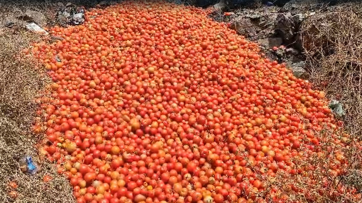 4 रुपये किलो दाम, भाड़ा भी नहीं निकल रहा; 'लाल' हुए किसान ने सड़क पर फेंक दिए 25 क्विंटल टमाटर; VIDEO