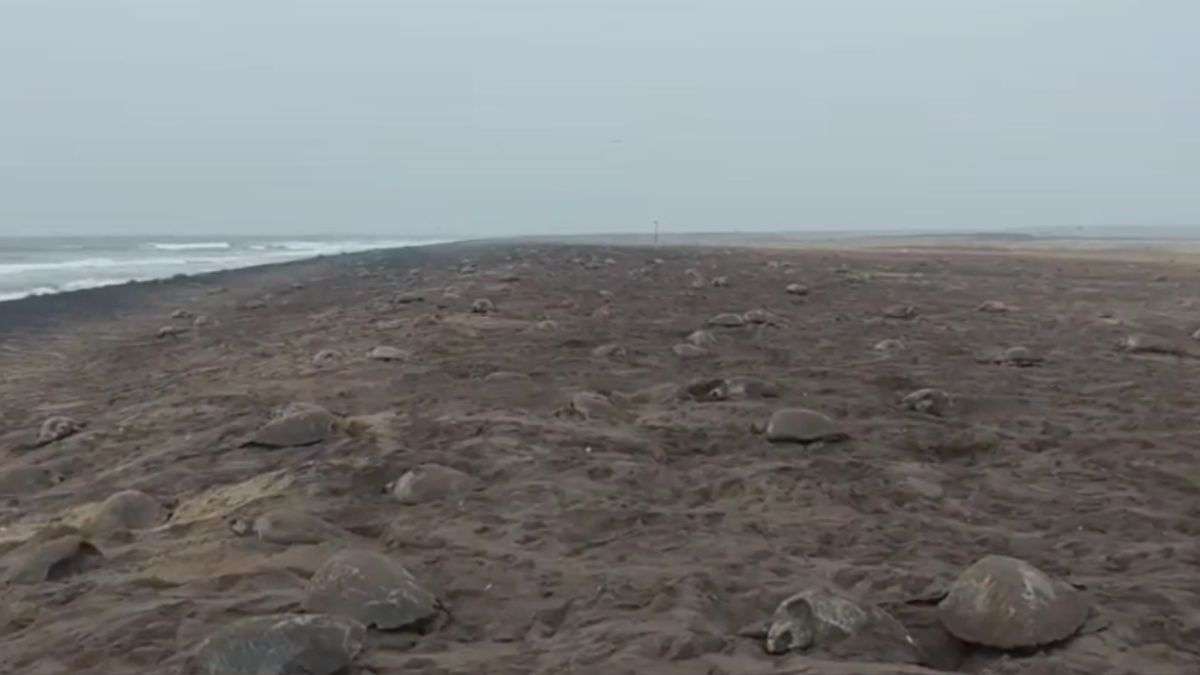भारतीय समुद्र तट पर 2 लाख कछुओं ने दिए अंडे, बोट पेट्रोलिंग और निगरानी बढ़ाई गई, जानें पूरा मामला