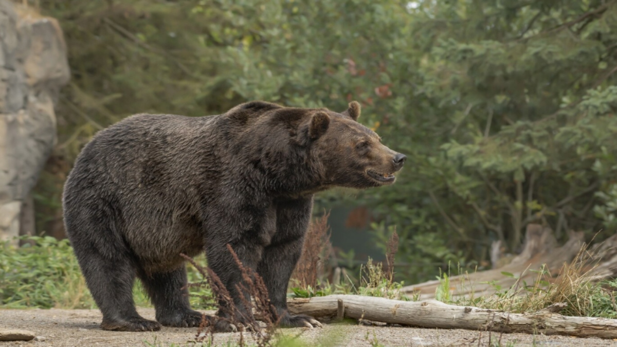 भालू ने वन दरोगा समेत 3 पर किया हमला, अब आदमखोर भालू को शूट करने का आदेश, विधायक बोले- नहीं मारा तो करेंगे आंदोलन