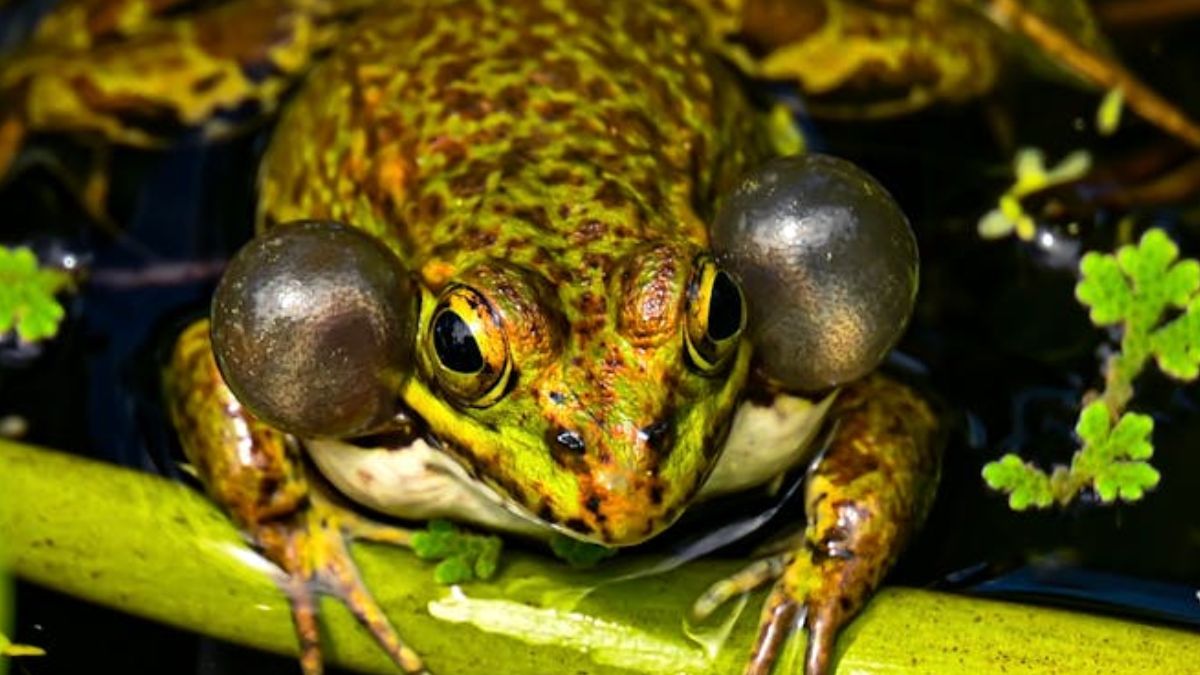 बड़ा ही अजीबोगरीब है ये प्राणी! भोजन निगलने के लिए करता है आंखों का इस्तेमाल