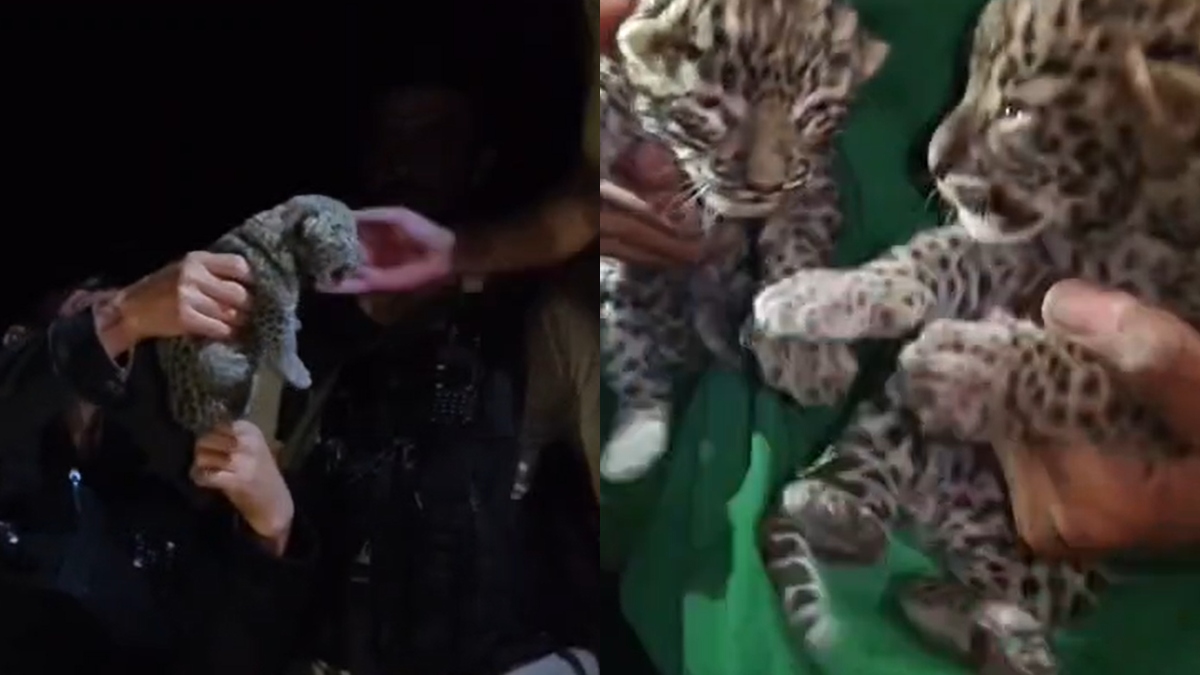 Video: घर के अंदर घुस गया तेंदुए का पूरा परिवार, तीन शावक और उनकी मां को वन विभाग ने किया रेस्क्यू