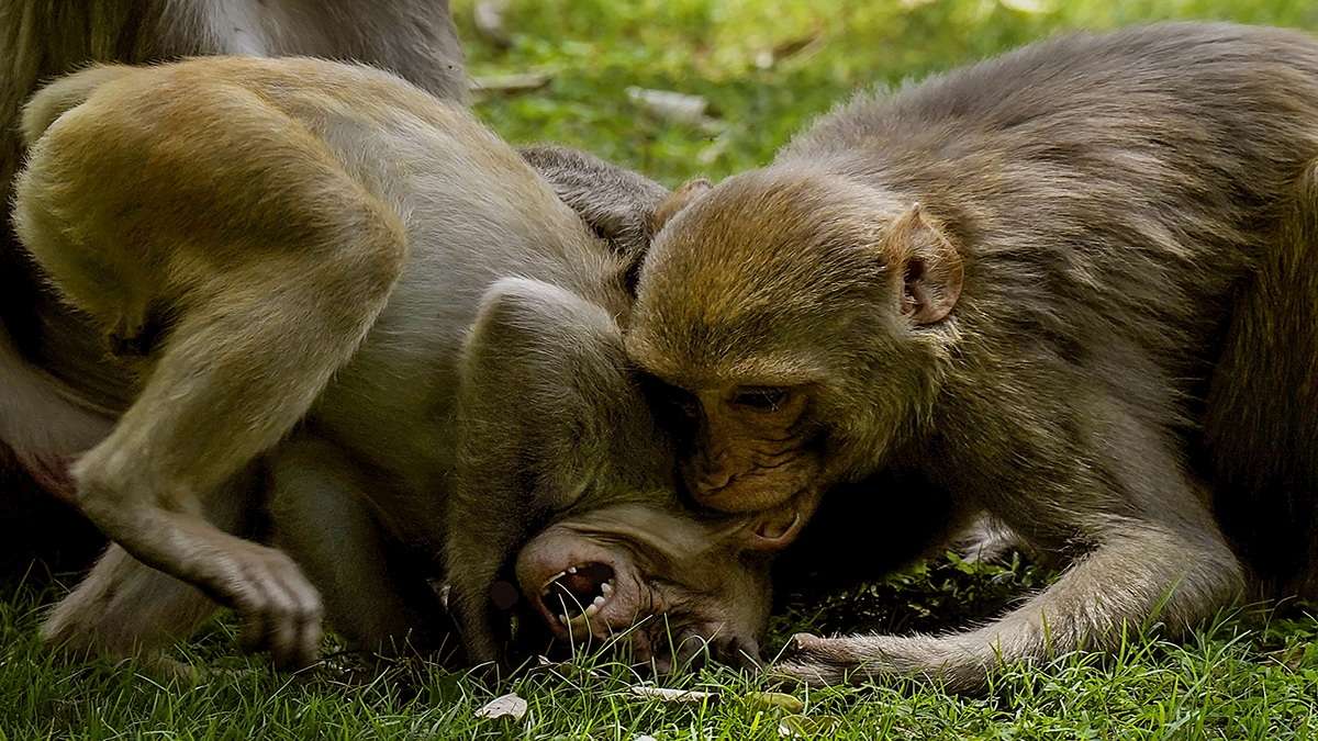 शादी से 12 दिन पहले उठी पिता की अर्थी, मथुरा में बंदरों के हमले में चली गई जान