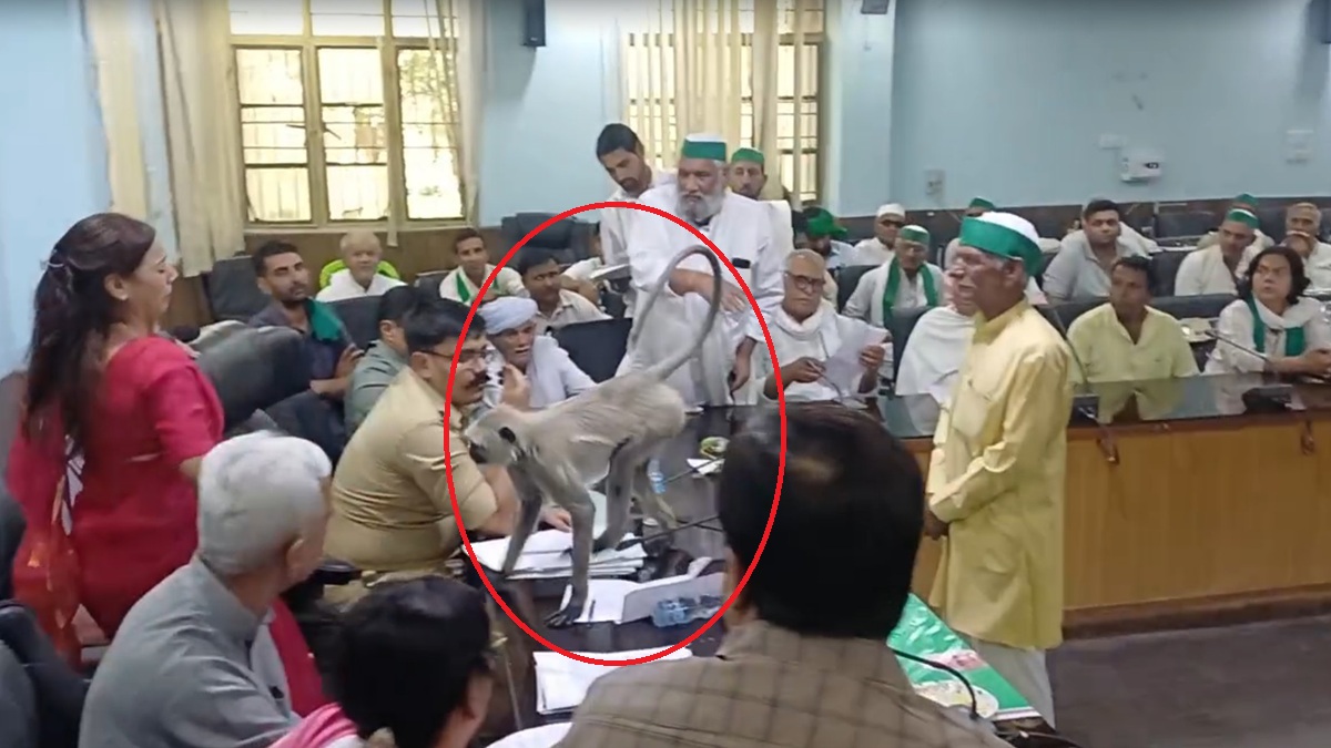 मीटिंग में लंगूर 'मटरू' ने ले ली बागपत DM की कुर्सी, अस्मिता लाल बोलीं- इधर बैठ; VIDEO दिल जीत लेगा