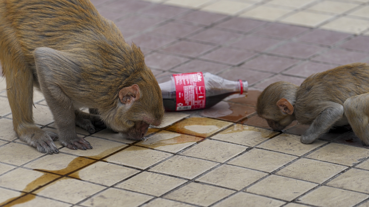 'बंदर पकड़ो, 600 रुपये पाओ', महाराष्ट्र सरकार का अनोखा फैसला, अब वानरों पर लगेगा ‘प्राइस टैग’