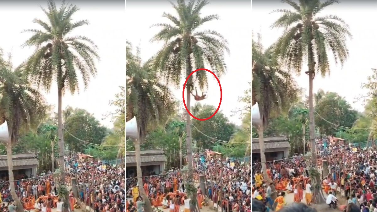 कैमरे में कैद लाइव मौत! पारंपरिक चड़क पूजा में खजूर के पेड़ से गिरा युवक, VIDEO आया सामने
