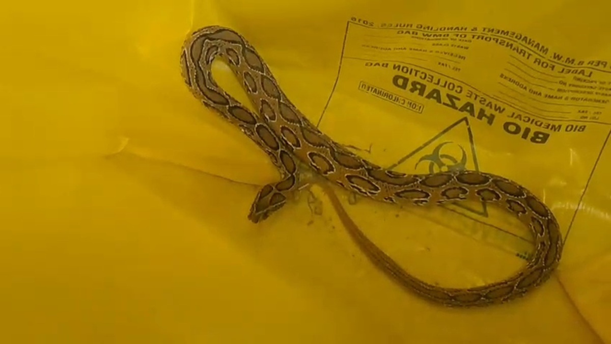 'इसी सांप ने काटा है डॉक्टर साहब', रसेल वाइपर को बोरे में बंद कर अस्पताल पहुंचे परिजन, महिला की हालत गंभीर