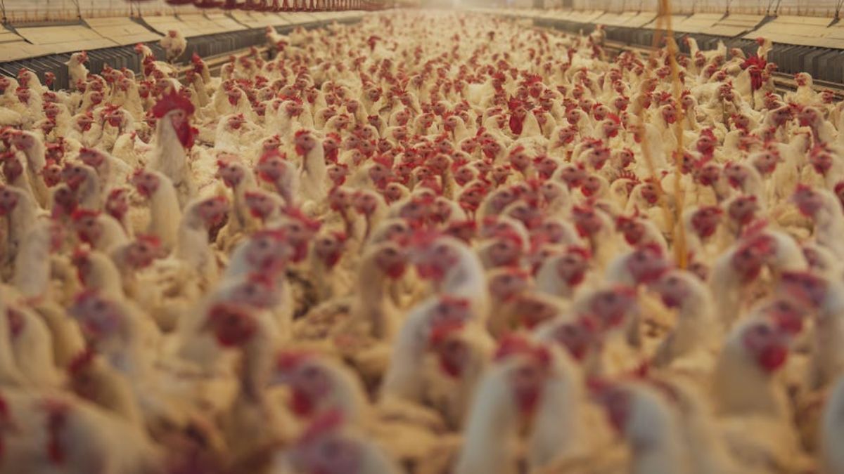 पोल्ट्री फार्म में आग ने मचाई तबाही, 6000 मुर्गे-मुर्गियों की जलकर मौत; लाखों का नुकसान