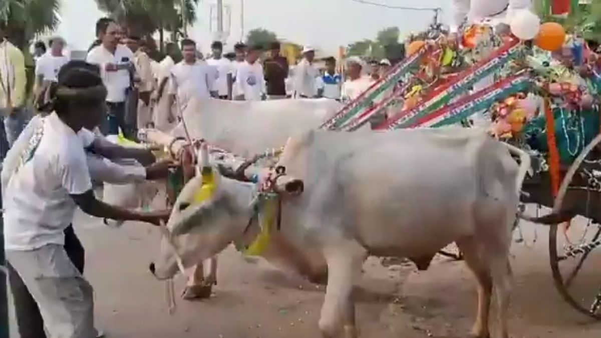 VIDEO: बैलगाड़ी पर जुलूस निकालने जा रहे थे TMC प्रत्याशी, शोर सुनकर बिदक गए बैल; मची अफरा-तफरी