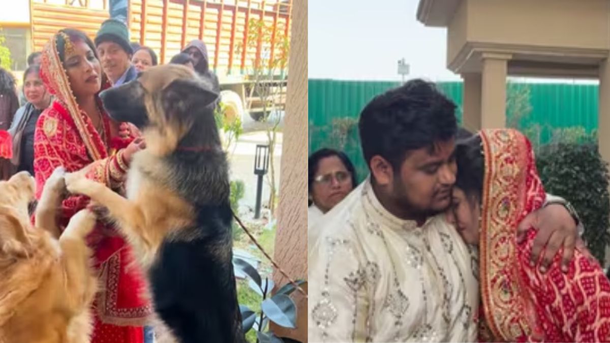 Video : दुल्हन की विदाई के समय पालतू कुत्ते भी हुए इमोशनल, रोकने का तरीका देख आंखें नम हो जाएंगी