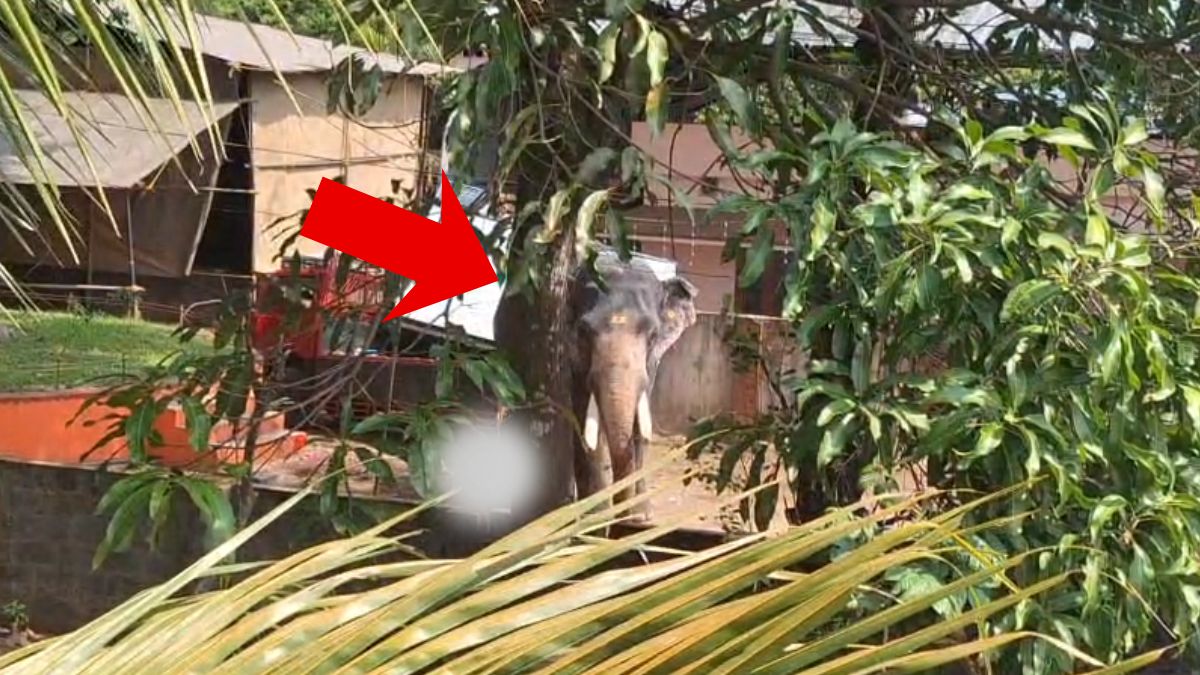 गाड़ी से उतरते ही भड़का हाथी, ले ली ड्राइवर की जान; महावत को भी कर दिया घायल