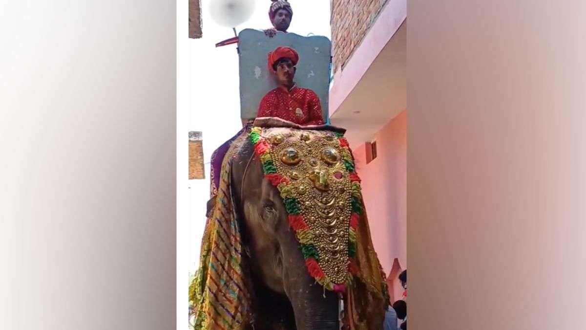 दूल्हे का घोड़ी चढ़ना हो गया पुरानी बात! हाथी पर बैठकर मंदिर पहुंचा तो VIDEO हुआ वायरल