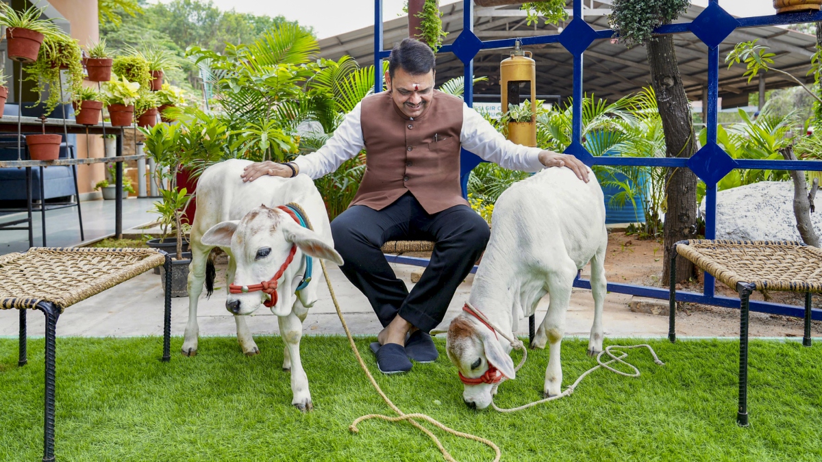 गौ तस्करी की तो अब खैर नहीं, मकोका के तहत होगी कार्रवाई, फडणवीस सरकार ने जारी किए कड़े आदेश