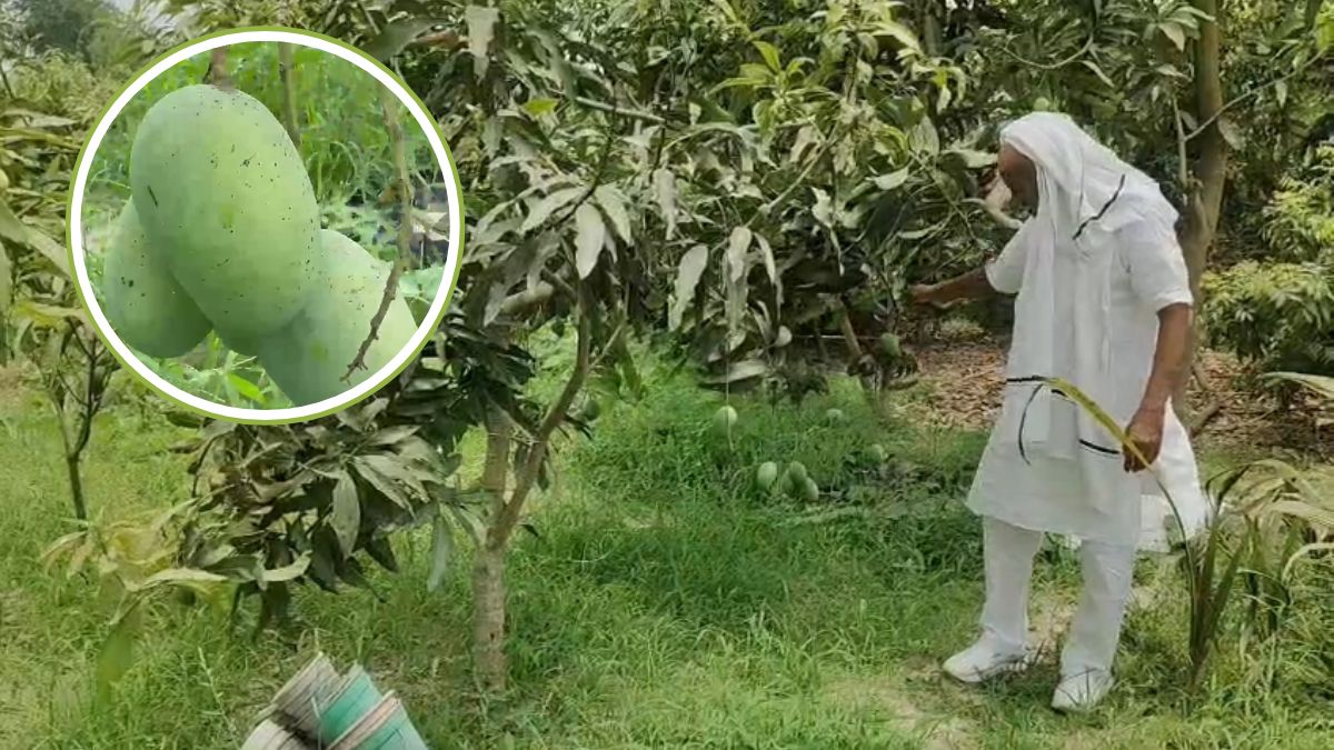 बिहार: एक फल 1 किलो का, पिता की याद में किसान ने 4 प्रजातियों से विकसित की आम की नई वैरायटी, नाम है नागेंद्र भोग