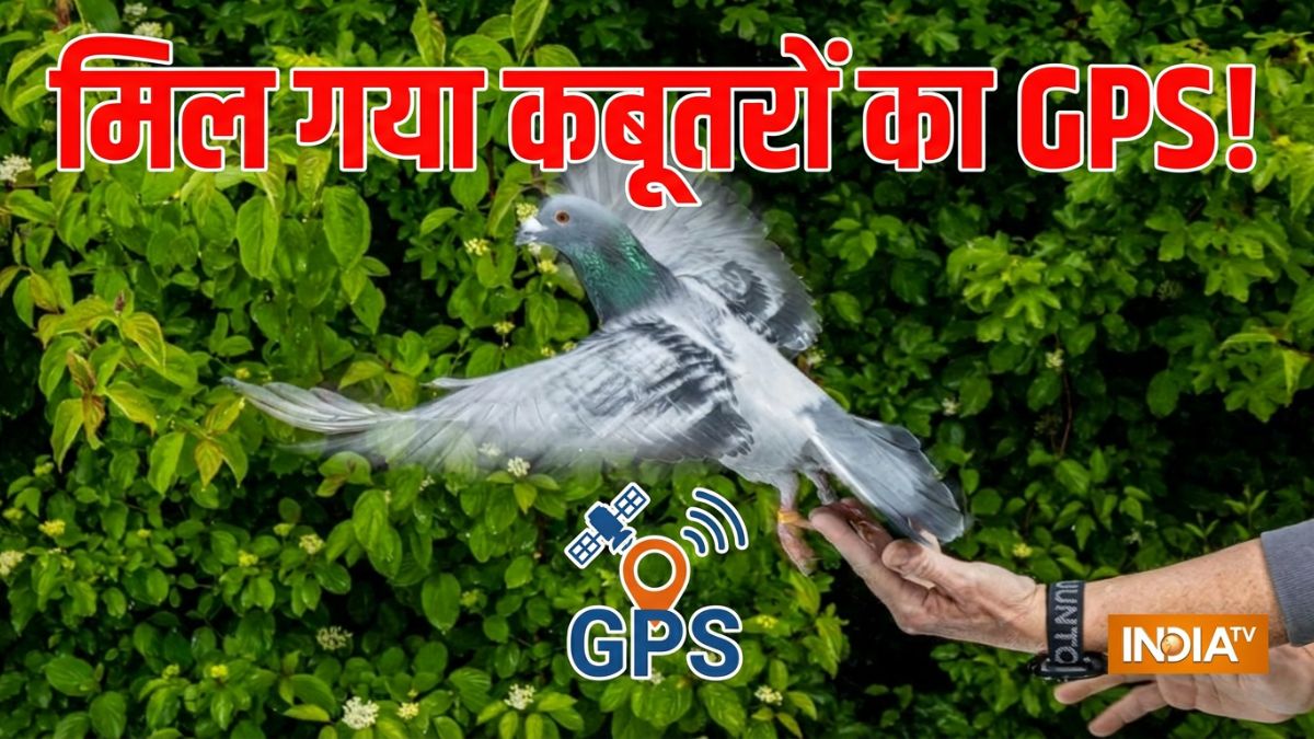 Explainer: आखिर कबूतर अपना रास्ता कैसे ढूंढ लेते हैं? हजारों साल पुराने राज से उठ गया पर्दा!