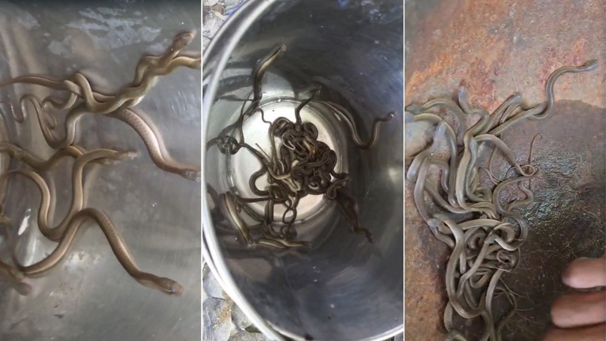 डरावना VIDEO: घर में एक-एक कर निकले 35 सांप, देखते ही पूरे परिवार के पैर थर्रा गए, सपेरा भी हैरान