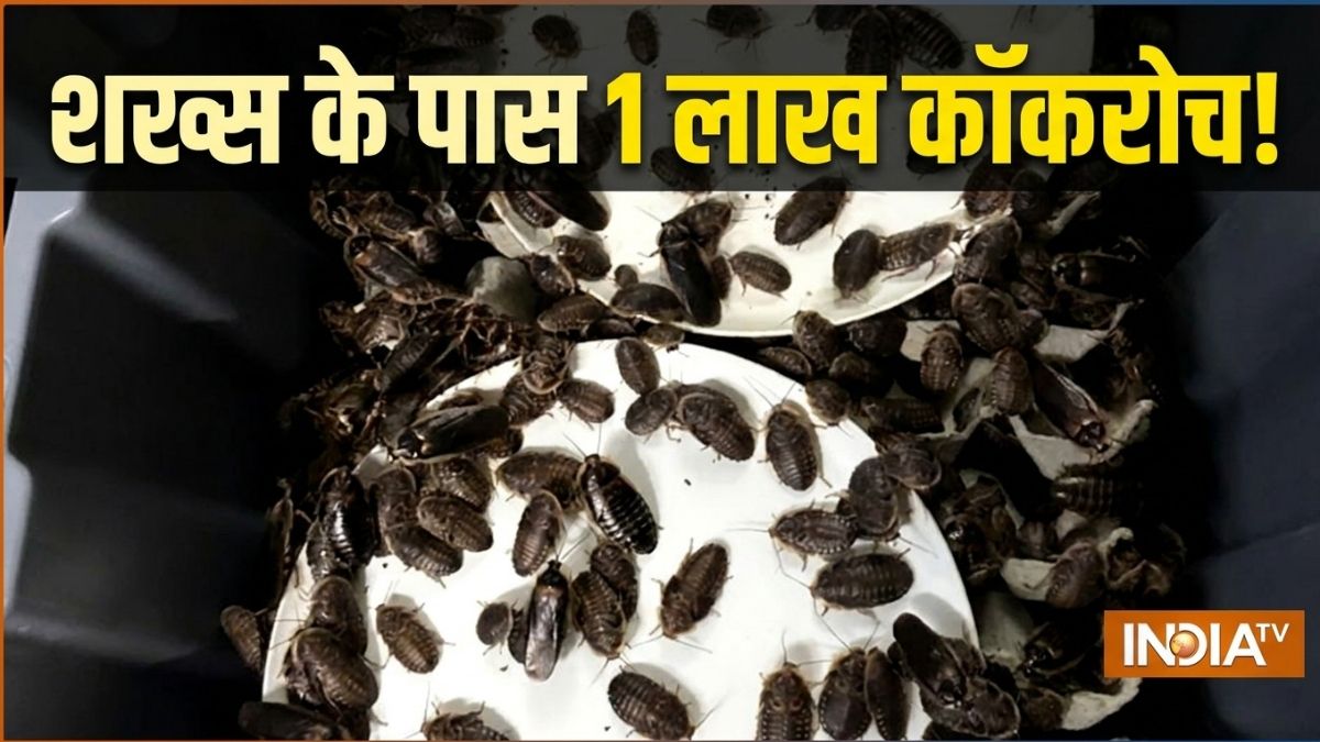 अरे गजब! पुलिस ने 1 लाख जिंदा कॉकरोच के साथ पकड़ा बदमाश, जानें क्या कर रहा था कीड़ों के साथ
