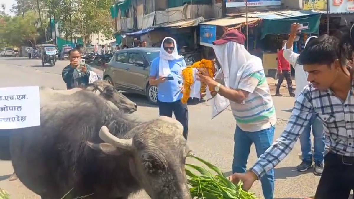 हड़ताल की अनोखी तस्वीर: भैंस के आगे बीन बजाते नजर आए स्वास्थ्य कर्मी, देखते रह गए लोग