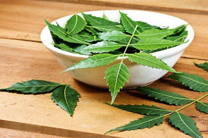 neem leaves