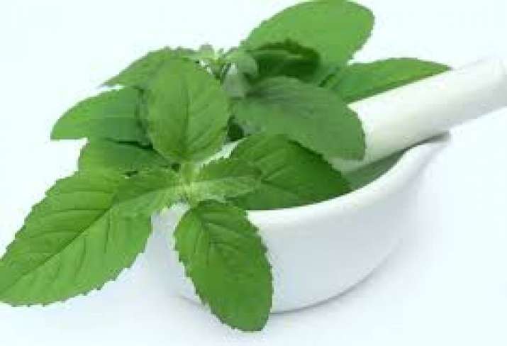 tulsi leaves
