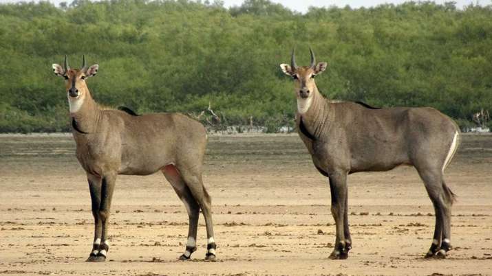 Nilgai, Nilgai Mixture, Nilgai Scientists, Scientists, Nilgai Crops