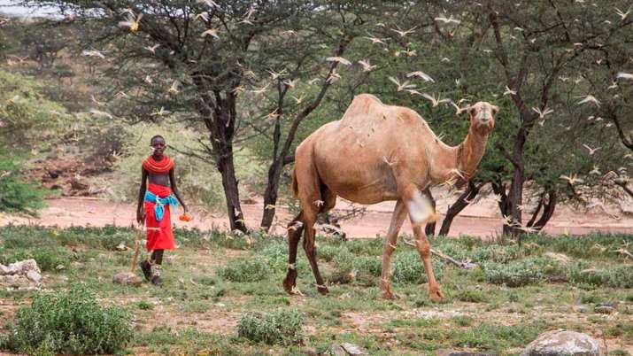 Locust Swarms, Locust, Locusts, Locust attack, Locust Devastation in Africa Locust Swarms, Locust, Locusts, Locust attack, Locust Devastation in Africa