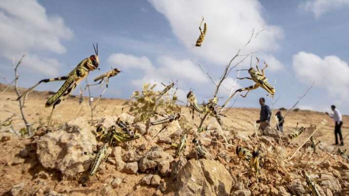 Locust Swarms, Locust, Locusts, Locust attack, Locust Devastation in Africa Locust Swarms, Locust, Locusts, Locust attack, Locust Devastation in Africa