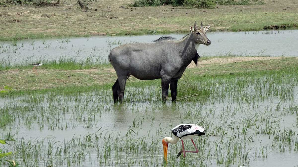 वैज्ञानिकों ने आखिरकार खोज ही लिया नीलगायों को फसलों से दूर रखने का उपाय